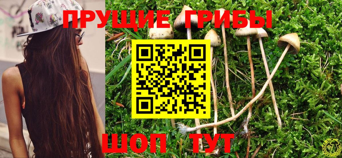 Качканар  купить   Вход с VPN  Галлюциногенные грибы Psilocybine cubensis 